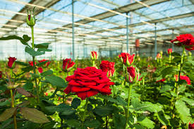 Close-up roses inside greenhouse