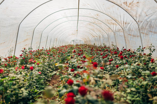 Greenhouse rows with rose plants