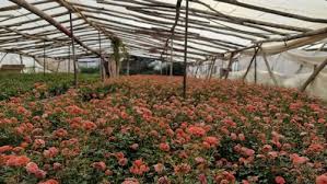 Wide greenhouse with roses